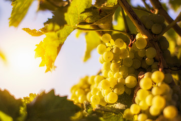 Sunny morning on the vineyard of Cognac