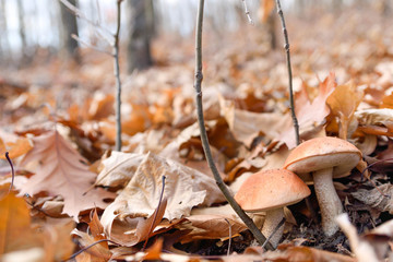White mushrooms in the autumn forest on the background of yellow leaves