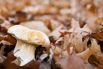 White mushrooms in the autumn forest on the background of yellow leaves