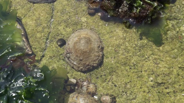 Limpets and seashell on rock at low tile. Atanticc coastline of galicia, Spain
