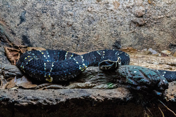 a Mexican moccasin snake, resting in his terrarium