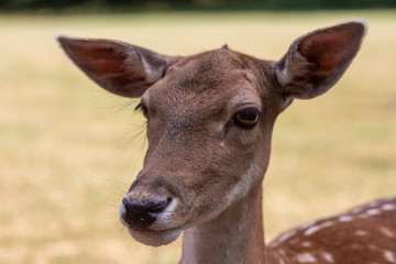 Portrait eines zahmen Rehs mit lustigem Gesichtsausdruck, Schlappohren und offenem Maul - Auge in Auge