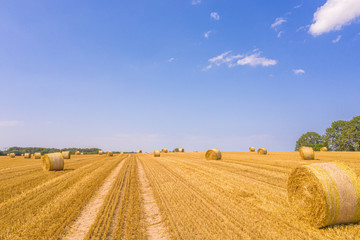 Fototapeta premium lots of yellow bales of straw lying on a field