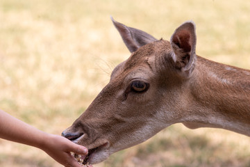 Zahmes zutrauliches Reh wird von einem Kind mit der Hand gefüttert und zeigt die Schönheit heimischer Waldbewohner