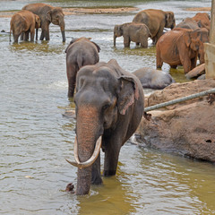 Large male elephant and the rest of the pack, Sri Lanka