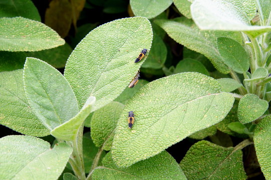 「Bipunctata」の画像 166 件の Stock 写真、ベクターおよびビデオ Adobe Stock