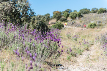 Obraz premium DEPORTE POR LA MONTAÑA RUNNING