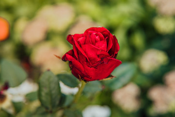 A beautiful opened red rose is growing in the garden. A red rose with blurred background in cloudy weather.