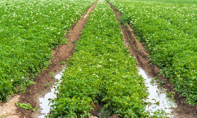 A row of autumn potatoes that start to bloom