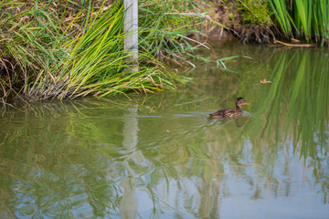 Duck swims on a  river