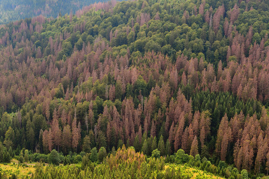 Forest dieback in northern central Germany, Europe. Dying spruce trees in the Harz National Park, Lower Saxony. Drought and bark beetle infestation, summer of 2019.