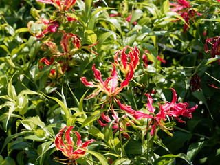 Gloriosa superba | Gloriosa lily | Flame lily | glory lily | Fire lily, red and yellow mature and immature flowers 