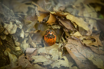 Box turtle in fall leaves
