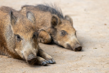 Wildschweine liegen entspannt und schläfrig auf dem Boden ihres Wildgeheges und dösen vor sich...
