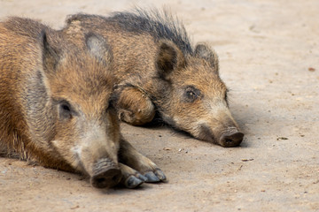 Wildschweine liegen entspannt und schläfrig auf dem Boden ihres Wildgeheges und dösen vor sich...