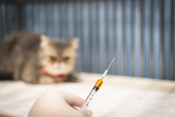Doctor hand holding a syringe with vaccine, blur Scottish fold cat sitting in the cage at the...
