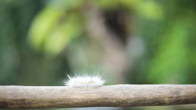 Handheld Slow Motion shot of a native fuzzy/hairy caterpillar crawling on a stick in Bali, Indonesia.