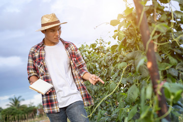 Young Asian farmer checking his plant or vegetable (Asparagus bean or Cowpea)