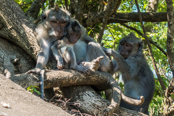 monkey family 