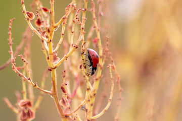 Einsamer roter Marienkäfer mit schwarzen Punkten auf der Suche nach Blattläusen als natürlicher...