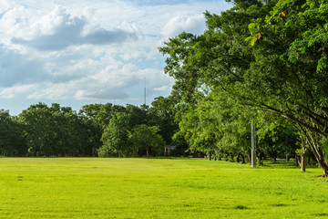 Fototapeta na wymiar landscape of grass field and green environment public park use as natural background, backdrop.