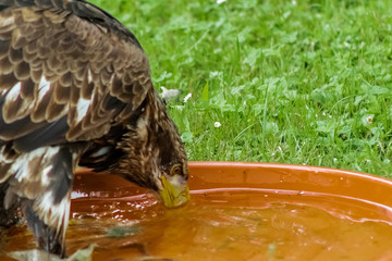 an american bald eagle resting in his innkeeper