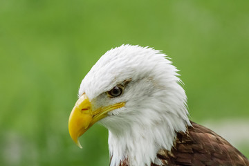 Fototapeta premium an american bald eagle resting in his innkeeper