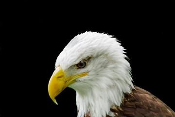 Obraz premium an american bald eagle resting in his innkeeper