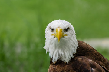 an american bald eagle resting in his innkeeper