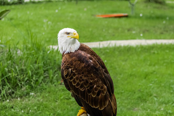 an american bald eagle resting in his innkeeper