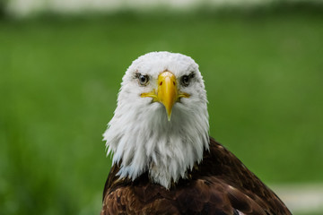 Obraz premium an american bald eagle resting in his innkeeper