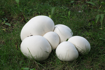 Calvatia gigantea, commonly known as the giant puffball, growing wild in Finland