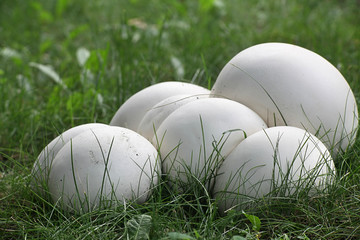 Calvatia gigantea, commonly known as the giant puffball, growing wild in Finland