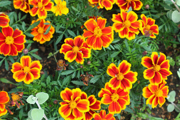 Bright orange calendula marigold flowers in the garden close up