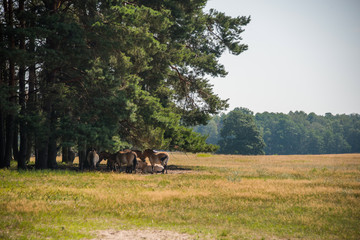 Horses in a meadow a warm sunny day