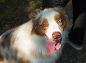 Adorable red merle blue eyes aussie Australian shepherd puppy dog sitting in grass outside.