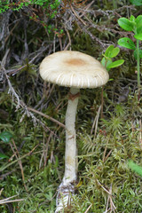 Agrocybe praecox, known as the Spring Fieldcap, wild mushroom from Finland