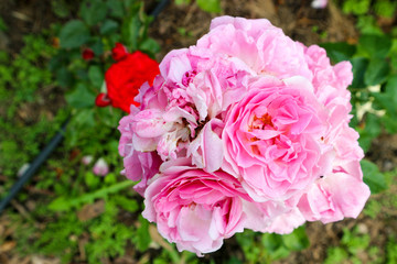 Bunch of beautiful pink roses in the garden close up
