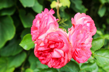 Obraz premium beautiful big pink roses in the botanical garden close up