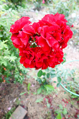 heart from the red roses in the garden close up