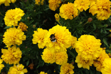 bumblebee on yellow marigold flowers in the garden
