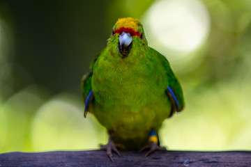 Orange-fronted kākāriki