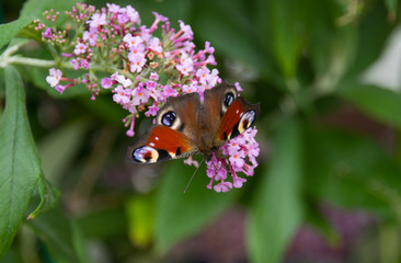 European peacock on a butterfly busch, Budleja