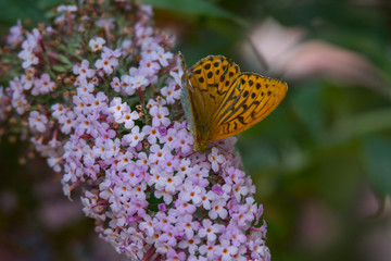 Heliconiinae butterfly on a butterfly busch, Budleja