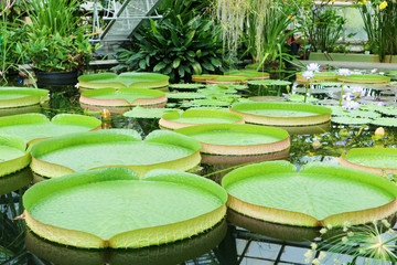 Victoria amazonica largest water lily in the world in the botanical garden pond