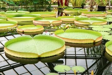 Victoria amazonica largest water lily in the world in the botanical garden pond