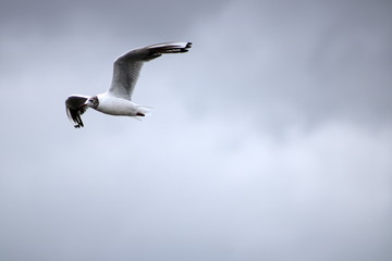 Magnifique mouette rieuse en vol dans le ciel