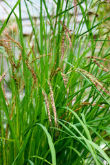 young green rice sprouts close-up