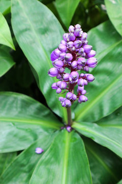 Beautiful tropical plant Blue Ginger (Dichorisandra thyrsiflora) with violet flowers