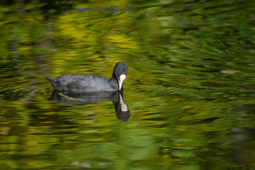 Coot in a pond at Drottningholm island in Stockholm